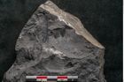 Foto (Detailansicht) von Asplenium hochstetteri Unger (NHMW-GEO-2024-0188-10305)